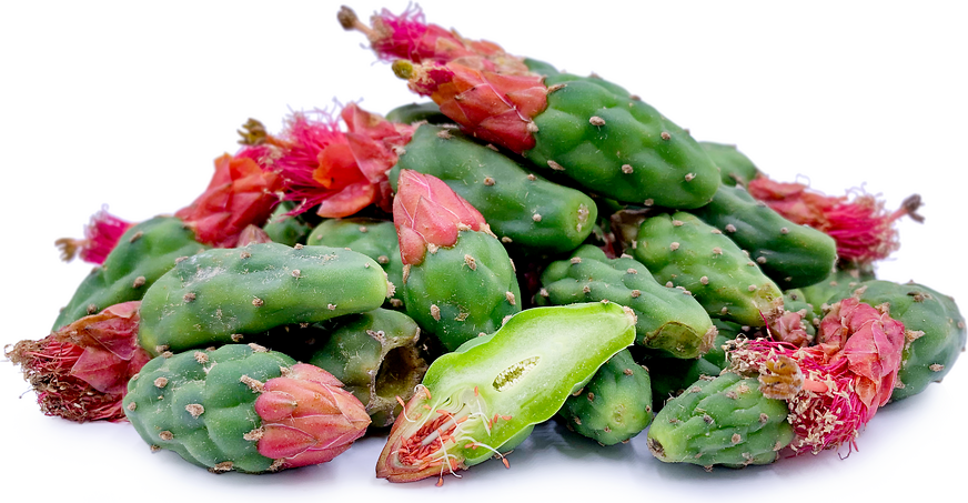 Nopales Cactus Buds picture