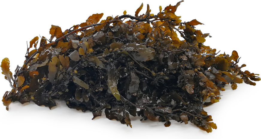 Sargassum Seaweed picture