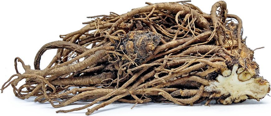 Lovage Roots picture