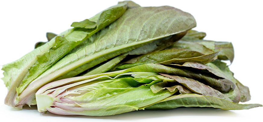 Rogue Dhiver Lettuce picture