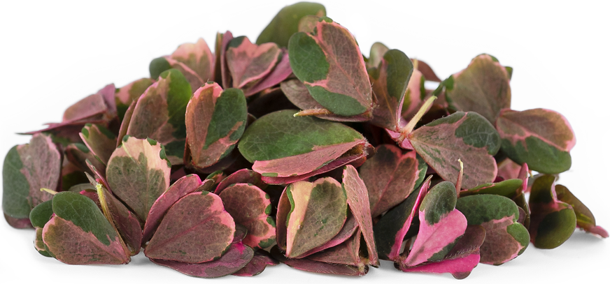 Petite® Pink Meadow Sorrel picture