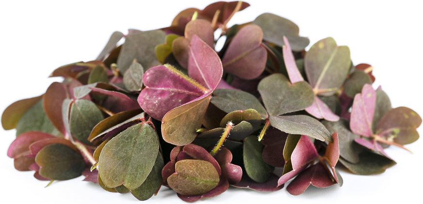 Petite® Red Sorrel Meadow picture