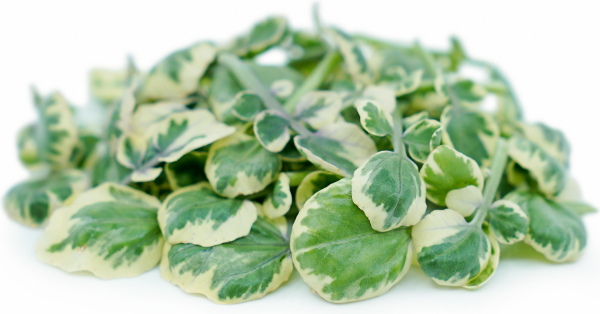 Petite® Watercress White Angel™ picture