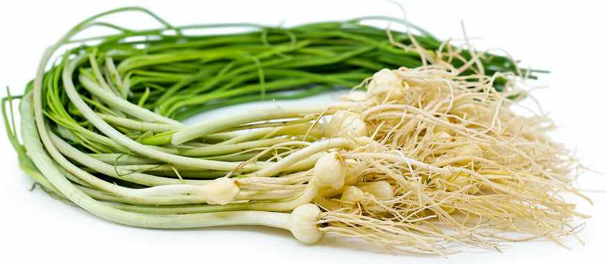 Field Garlic picture