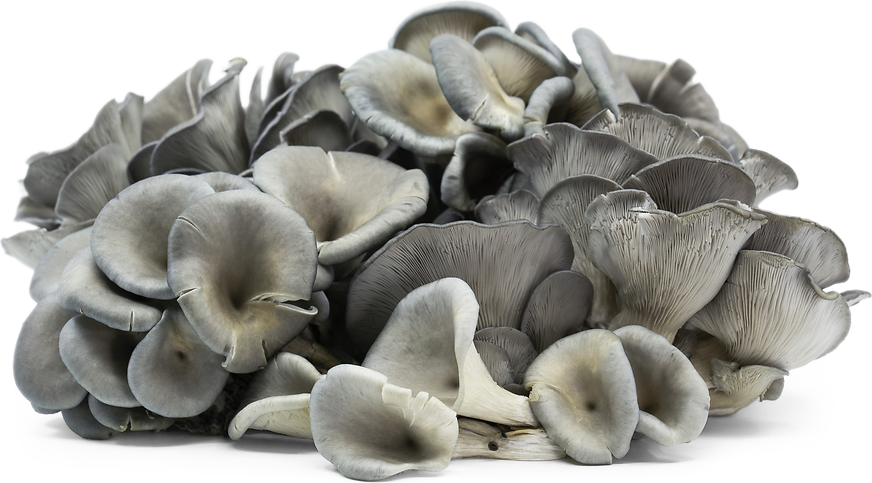 Blue Oyster Mushrooms picture