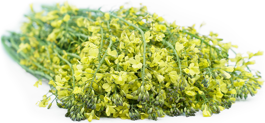 Broccolini Flowers picture