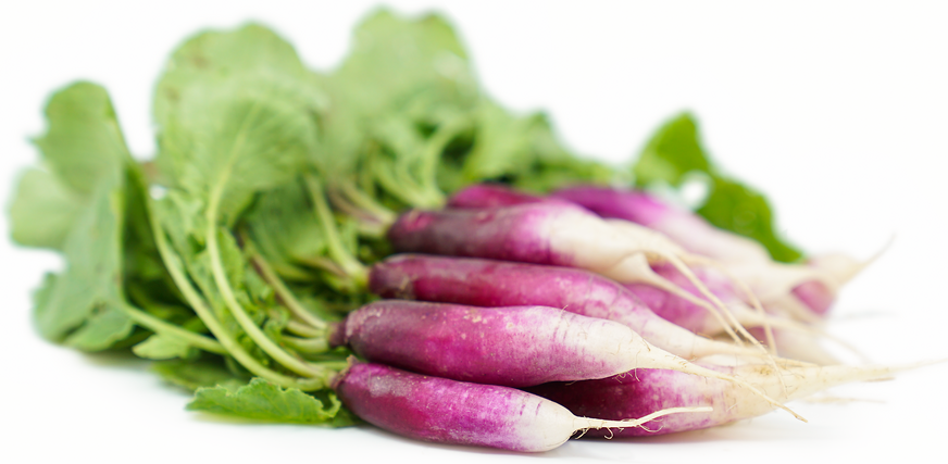 French Violet Radishes picture