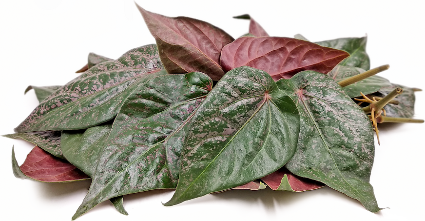 Red Betel Leaves picture