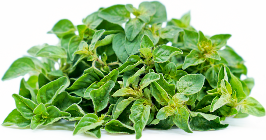 Greek Oregano picture