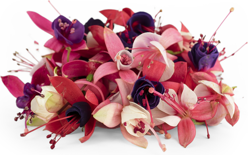 Fuchsia Mix Flowers picture