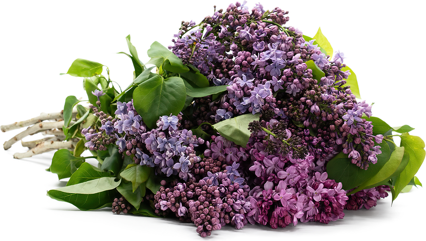 Lilac Flowers picture