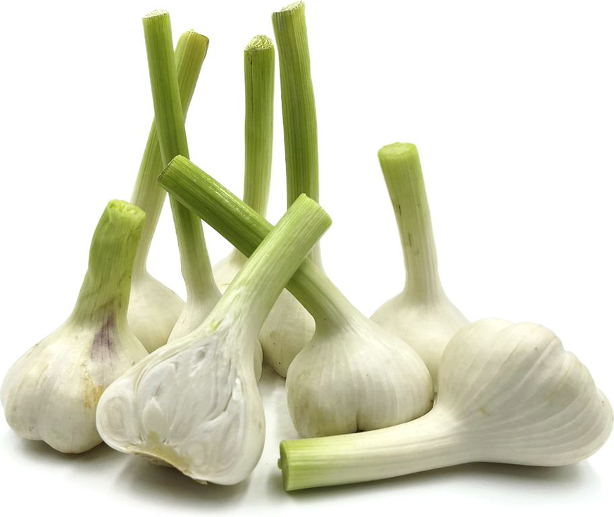 Wet Garlic picture