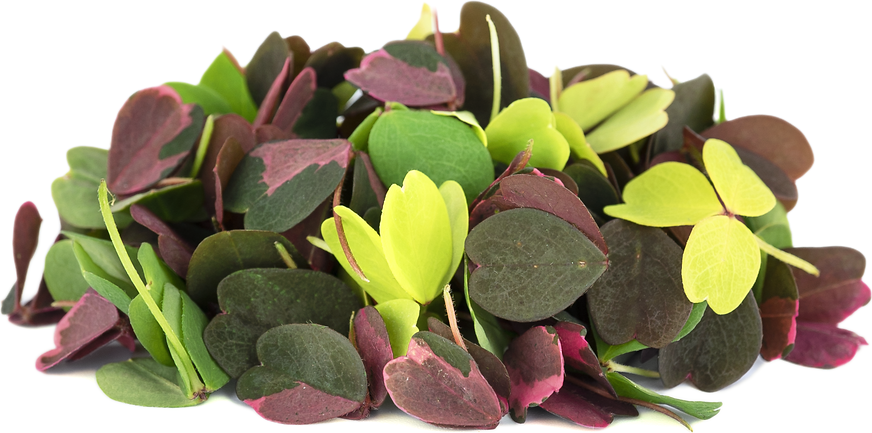 Petite® Meadow Sorrel Mix picture