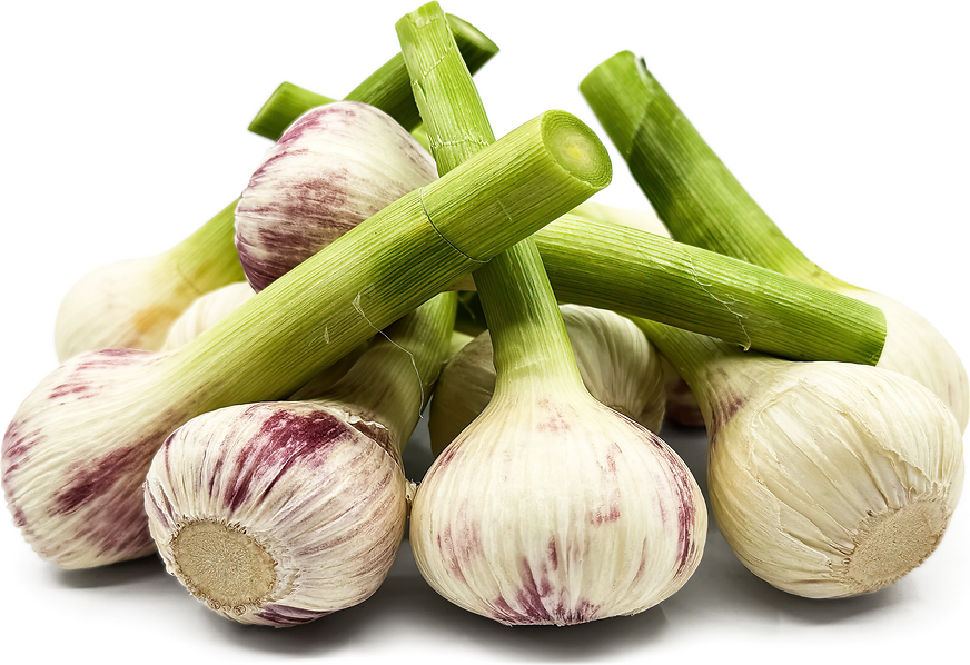 Egyptian Garlic picture