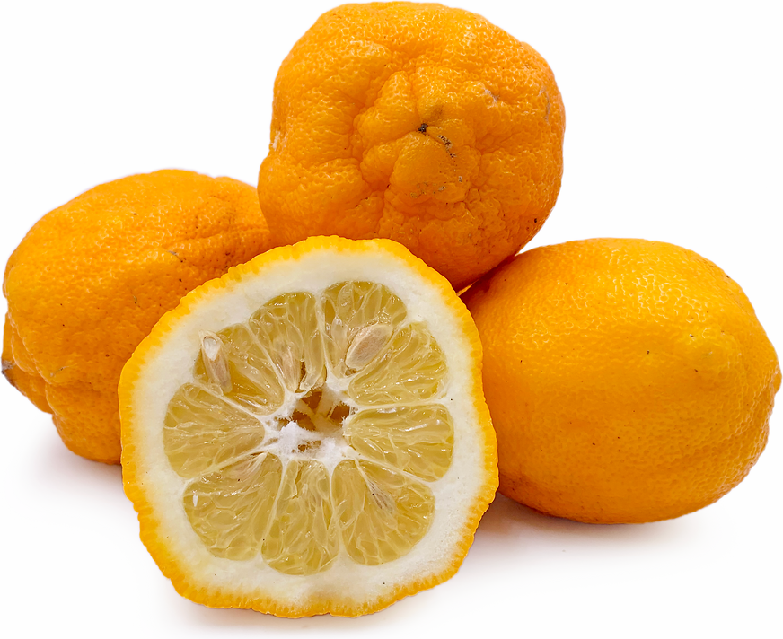 Bio Bergamont Oranges picture