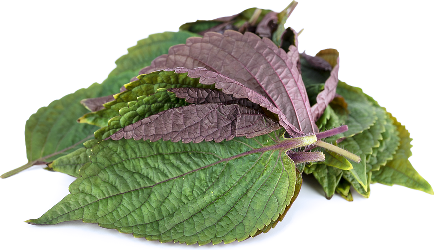 Fresh Bicolor Shiso Leaf picture
