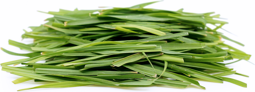 Petite® Lemon Grass™ picture