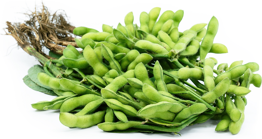 Edamame Shelling Beans picture