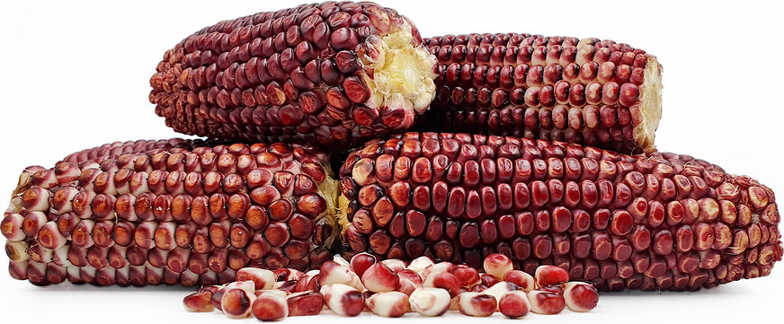  Jagung  Manis Merah  Corn Information and Facts