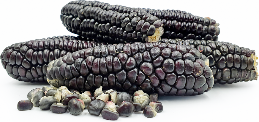 Jagung Ketan Hitam Corn picture