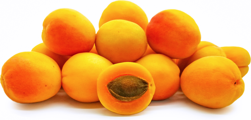 Sugar Buns Apricots picture