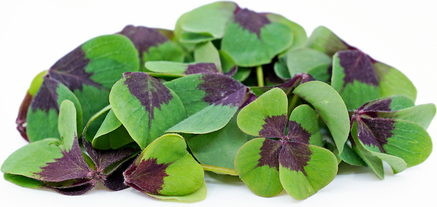 Iron Cross Sorrel picture