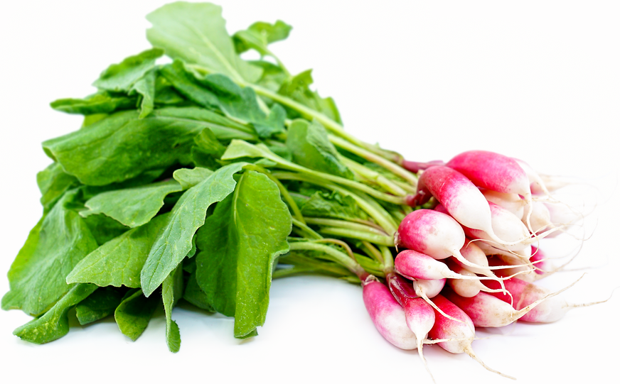 Mini French Breakfast Radish picture