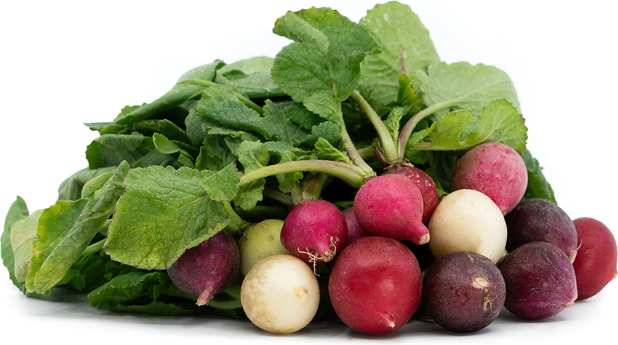 Easter Egg Radish picture
