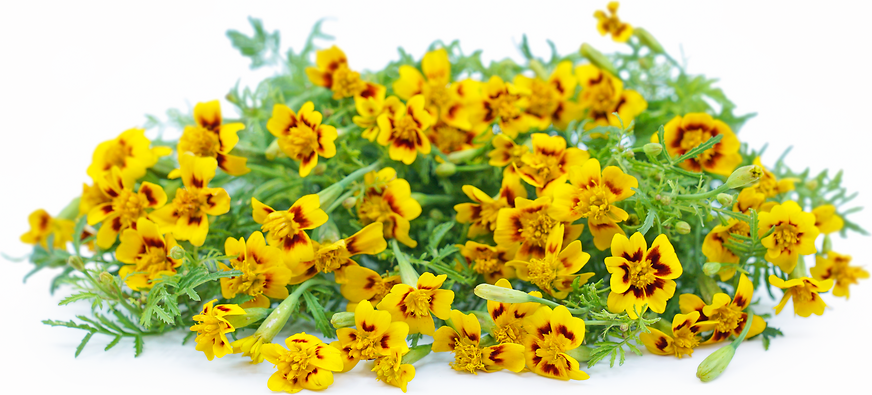 Lemon Star Gem Marigold Flowers picture