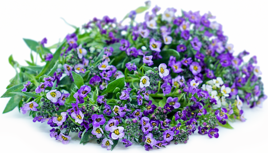 Purple Alyssum Flowers picture