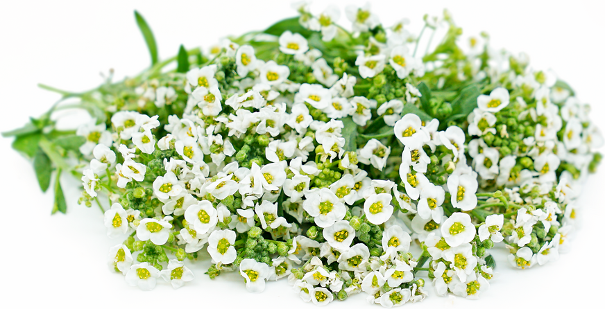 White Alyssum Flowers picture