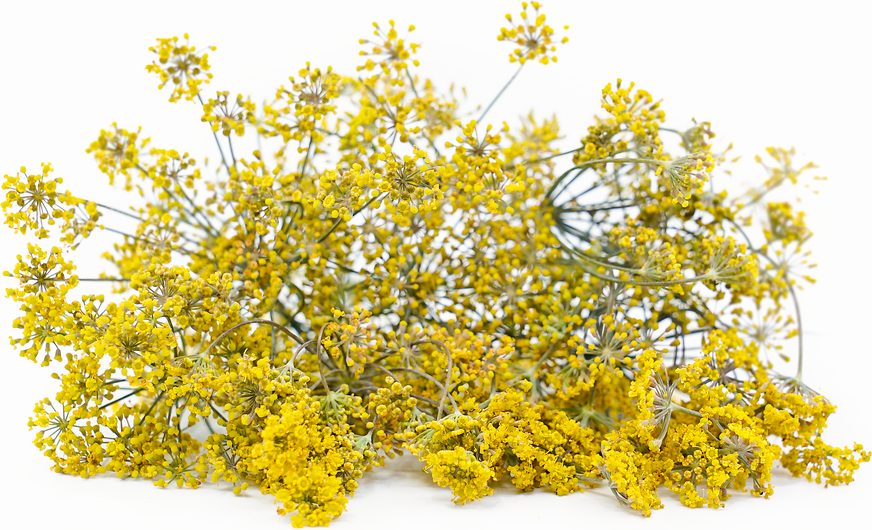 Bronze Fennel Flowers picture