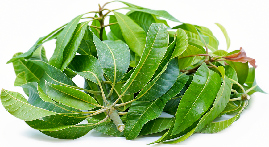 10 Amazing Benefits And Uses Of Mango Leaves That You May, 53% OFF