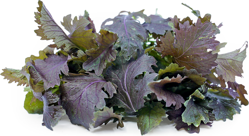 Red Mustard Frill picture