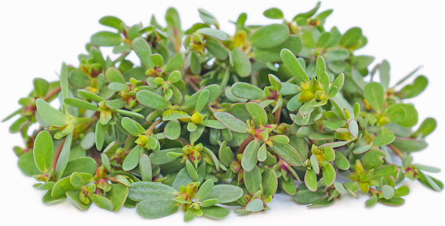 Wild Purslane picture