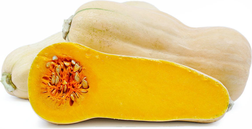 Waltham Butternut Squash picture