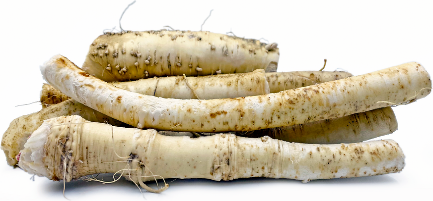 Young Horseradish Root picture