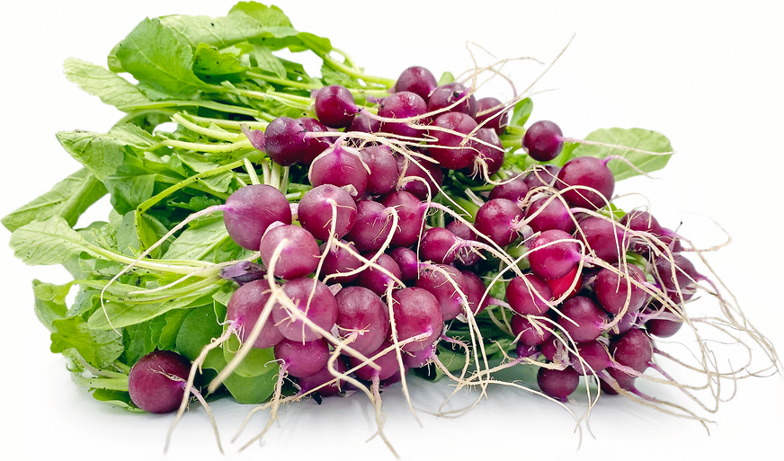 Mini Purple Radishes picture