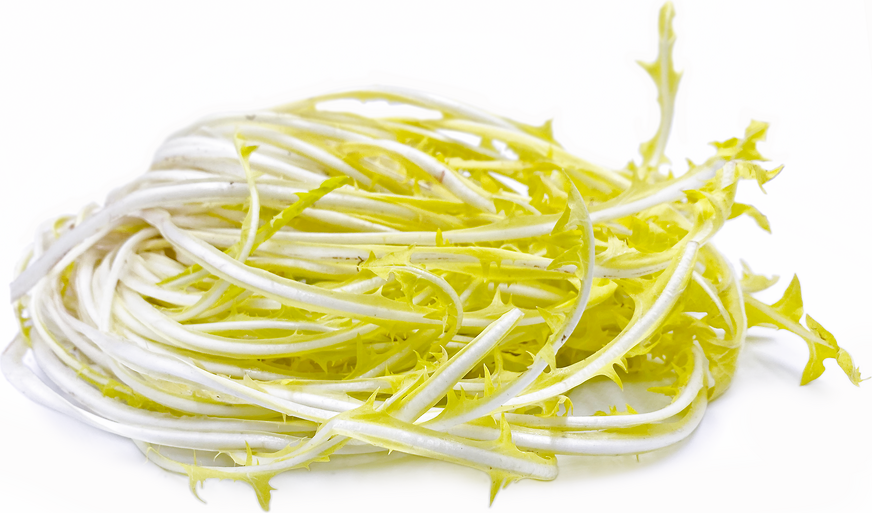 Salad White Chicory picture