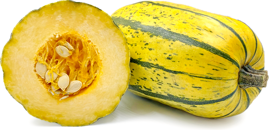 Courge Spaghetti Squash picture