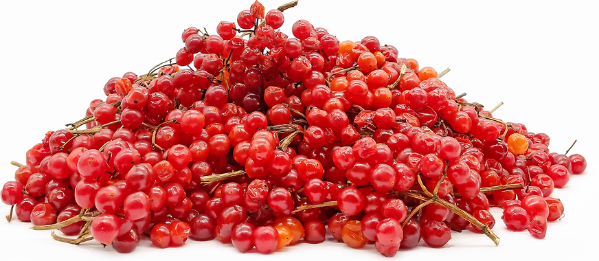 Rose Guelder Berries picture