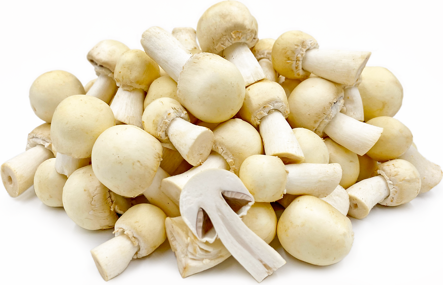 Gewone Mushrooms picture