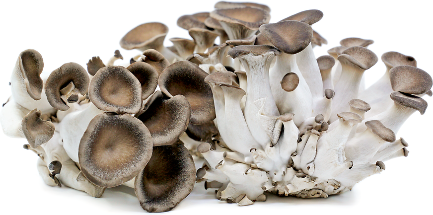 Velvet Oyster Mushrooms picture