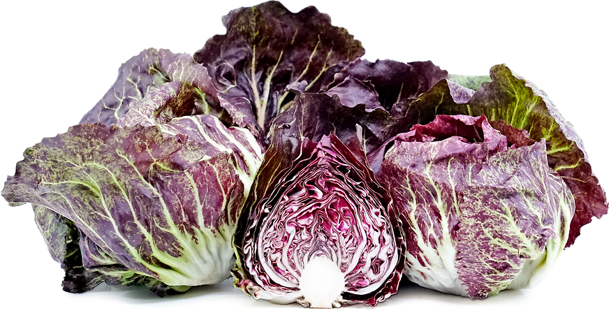 Radicchio Variegata di Chioggia picture