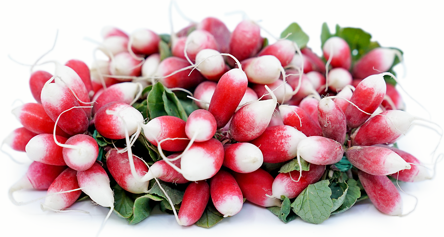 French Breakfast Radish picture