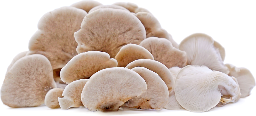 Tarragon Oyster Mushrooms picture