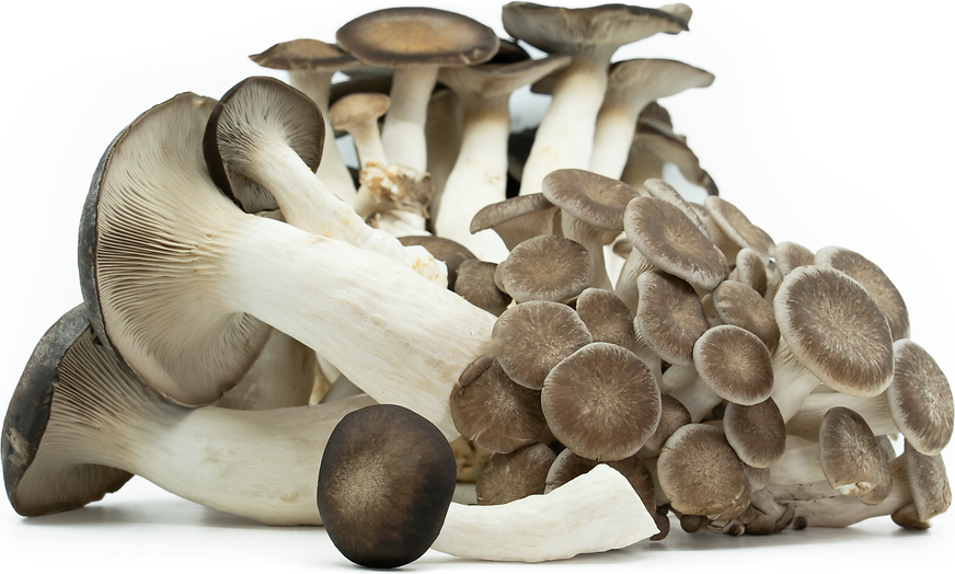 Black Oyster Mushrooms picture