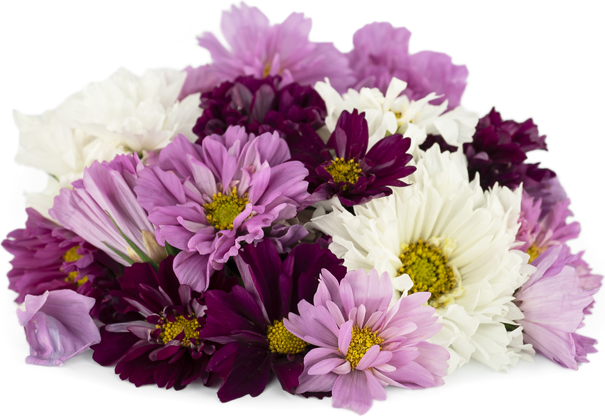 Fresh Flowers Cosmos picture