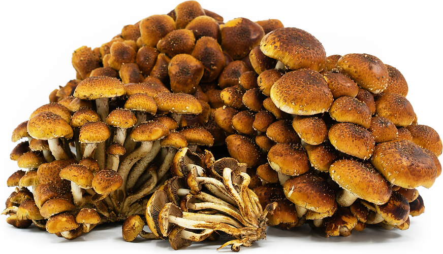 Chestnut Mushroooms picture