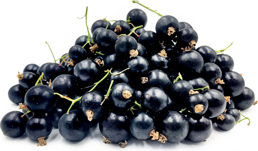 Black Currant Berries Information and Facts